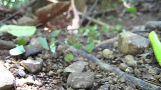 preview picture of video 'Hormigas en el Parque Nacional Corcovado, Costa Rica'