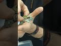 How To Tell If Your Amazon Milk Frog Is A Boy Or A Girl In 10 Seconds