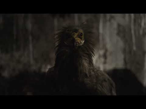 Thumbnail of the video: Official Trailer