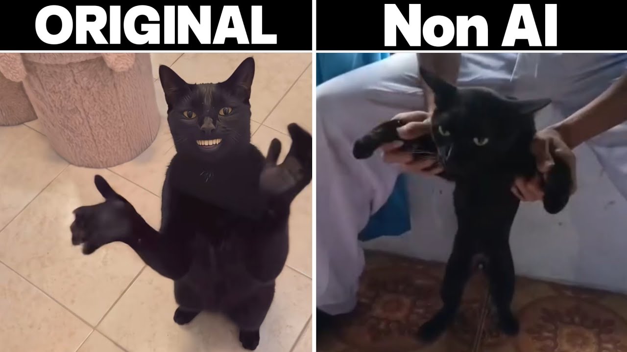 Cat Clapping Original vs Non AI Version