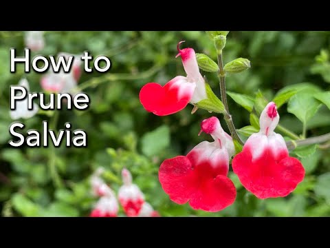 How and When to Prune Three Types of Salvias - including Leucantha and Hot Lips