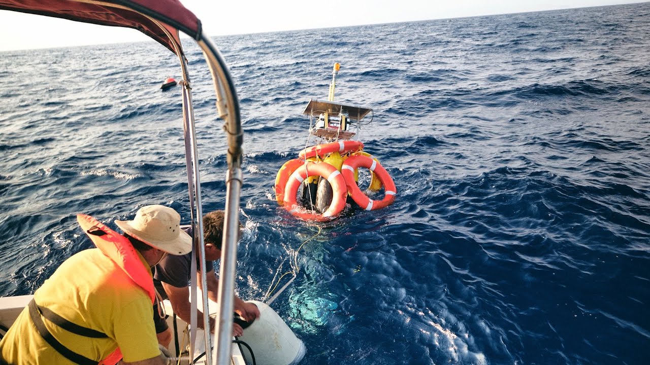 SAvE Whales: Protecting Sperm Whales in the Kythira Strait - 2nd Year of Implementation