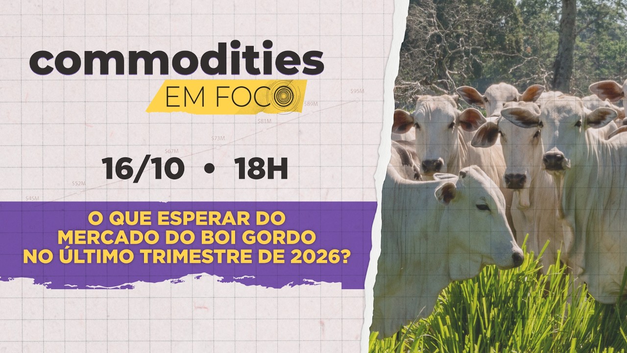 O que esperar do mercado do boi gordo no último trimestre de 2026? Confira no Commodities em Foco