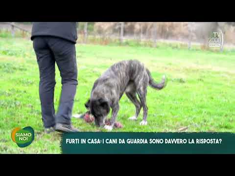 Siamo Noi (Tv2000) - Furti in casa: i cani da guardia sono davvero la soluzione?