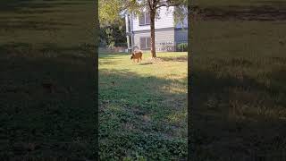 Video preview image #1 Mutt Puppy For Sale in Stevens Point, WI, USA