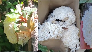 หาเห็ดนางรมแต่เจอเห็ดฟันสิงโตเยอะมาก