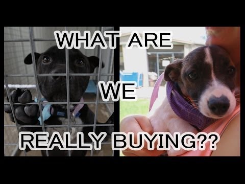 Pet Shops | What are you really buying?