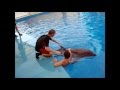 Дельфин. Плавание с дельфином 