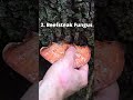 4 Wild Mushrooms that Mimic Meat!