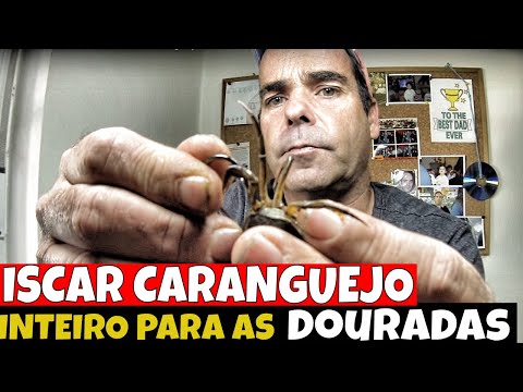 BAIT WHOLE CRAB FOR GOLDEN - FISHING WITH A SINK / FALL FISHING