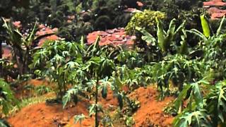 preview picture of video 'my papaya plantation at cigudeg, bogor, Indonesia'