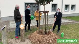 Video Baum des Jahres 2021: Schönwalde-Glien pflanzt eine Stechpalme am Rathaus!