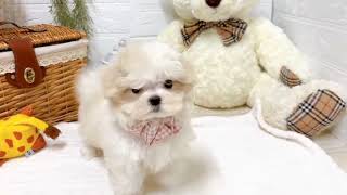 マルチーズの動画02