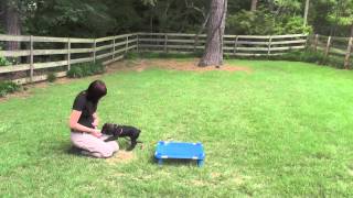 Download Lagu Kona, Boykin Spaniel, Boarding: Puppy Marker Training Place, Cuteness Overload (6-5-2015) Thumbnail
