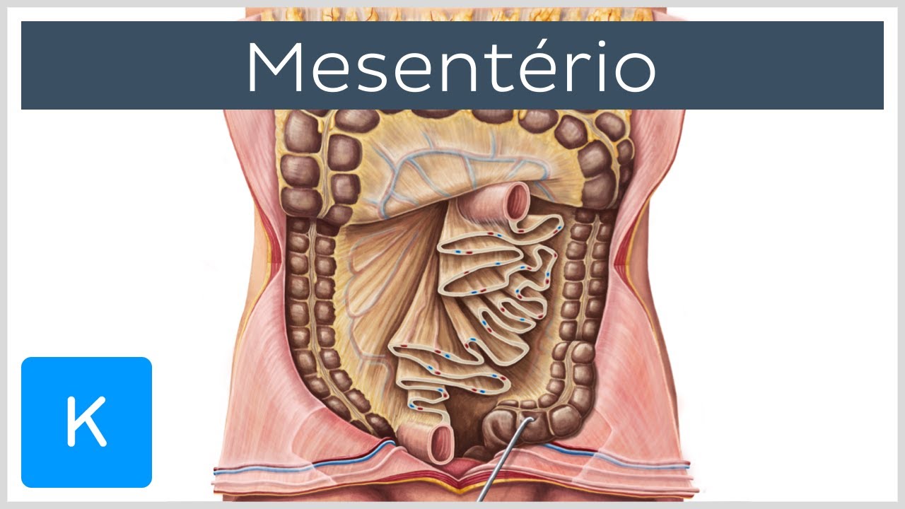 Mesentério: estrutura e funções - Anatomia Humana | Kenhub