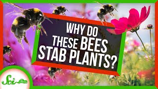 Why Are These Bees STABBING Plants?