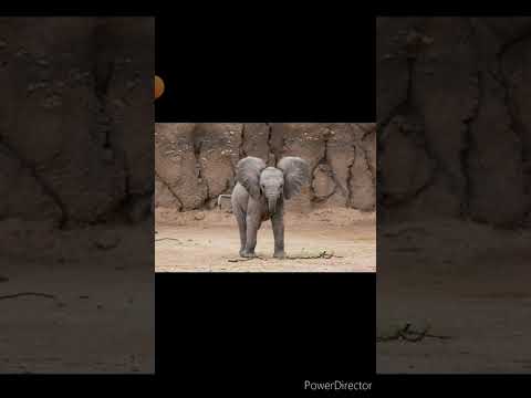 "Ice Age: The Meltdown(DTCL Style)" Part 14 Family Ties.