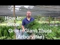 How to grow Green Giant Thuja (Arborvitae) with detailed description