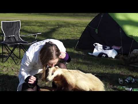 Camp Dyr(læge)skue - Clean Out Loud ansøgning RF2019