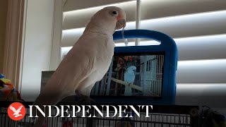 Pet parrots taught to make video calls on Facebook Messenger
