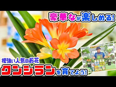 園芸 ノーフォークパイン、ノーフォークアラウカリア