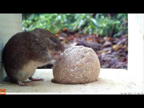 Bank vole feeding
