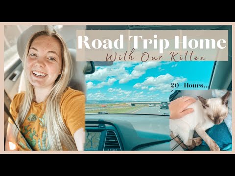 Road Trip Home | Kitten Travel Tips & Random Car Talks