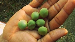 Sagar Kota Fruit near Lonar Crater Lake in Buldana 