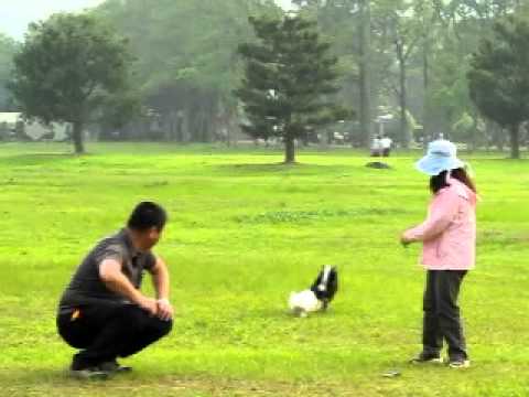 好好笑~~小寶被小型犬妮妮追(原發表者:阿寶)(影片)