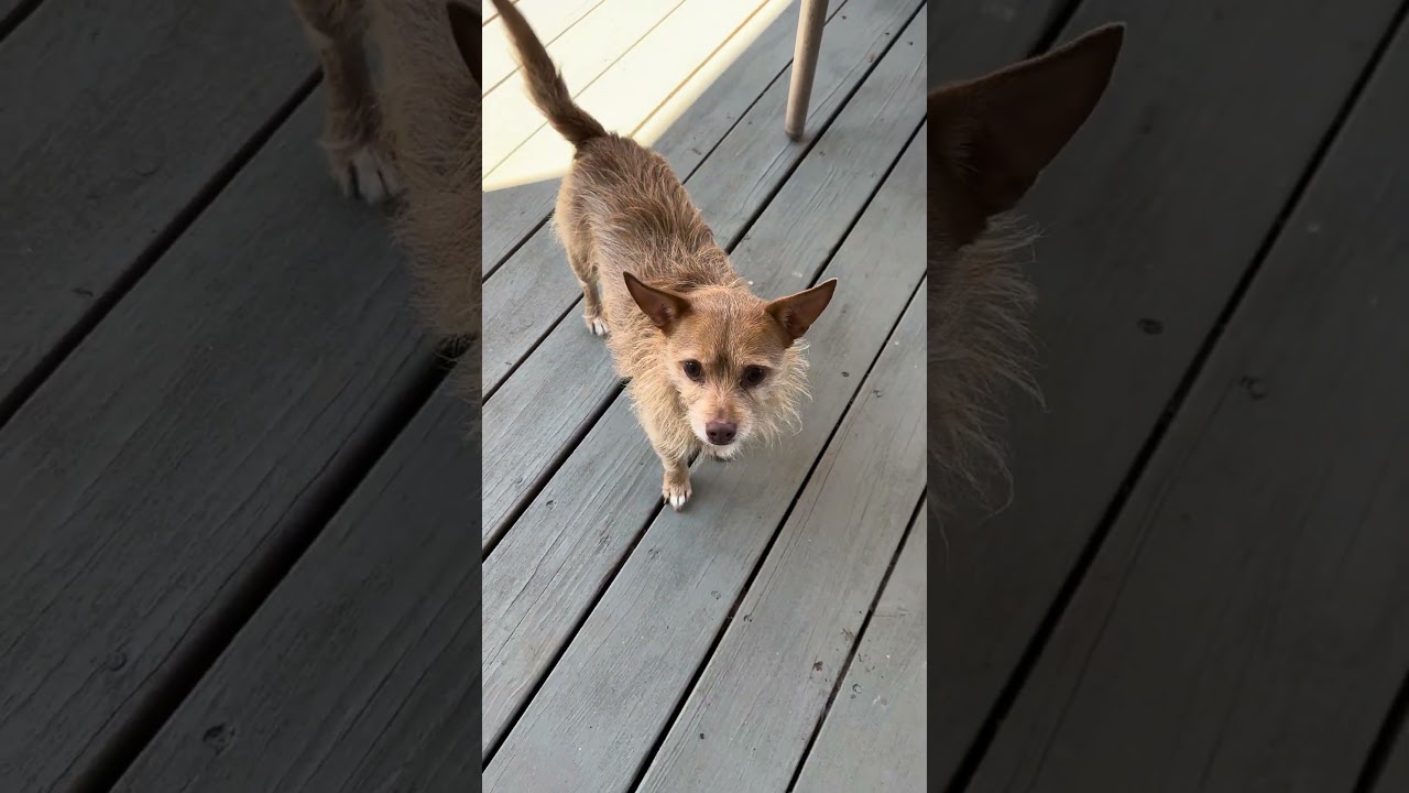 Enlarge Ruffy, a ADOPTABLE mixed breed in Wilkesboro, NC video 3/3