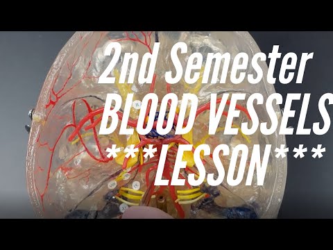 2nd Semester Lab #2:  Blood Vessels, Histology, Naming Arteries and Veins.