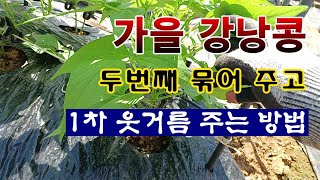 [텃밭농부 2,060]  가을강낭콩 2차로 묶어 주고 1차 웃거름 주는 방법! #강낭콩재배