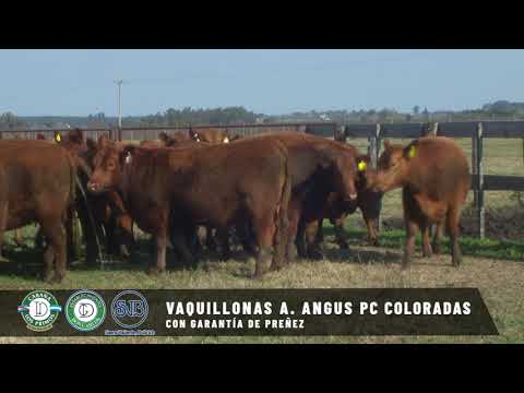 VAQUILLONAS C GAR  PREÑEZ A  ANGUS PC COLORADAS