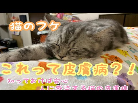 猫のフケ:原因と解決策
