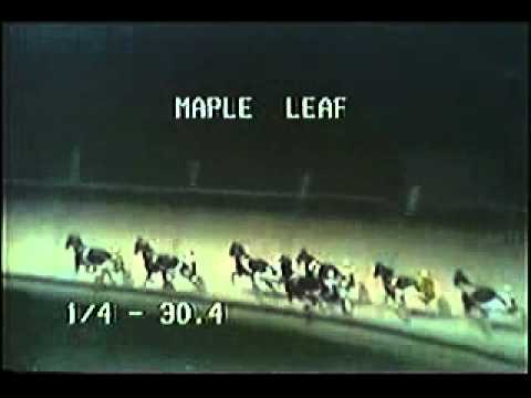 Maple Leaf Trot 1978 -Cold Comfort