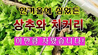 [텃밭농부 1,769]  한겨울에 심었든 상추와 치커리 이만큼 자랐습니다. #상추재배 #치커리재배