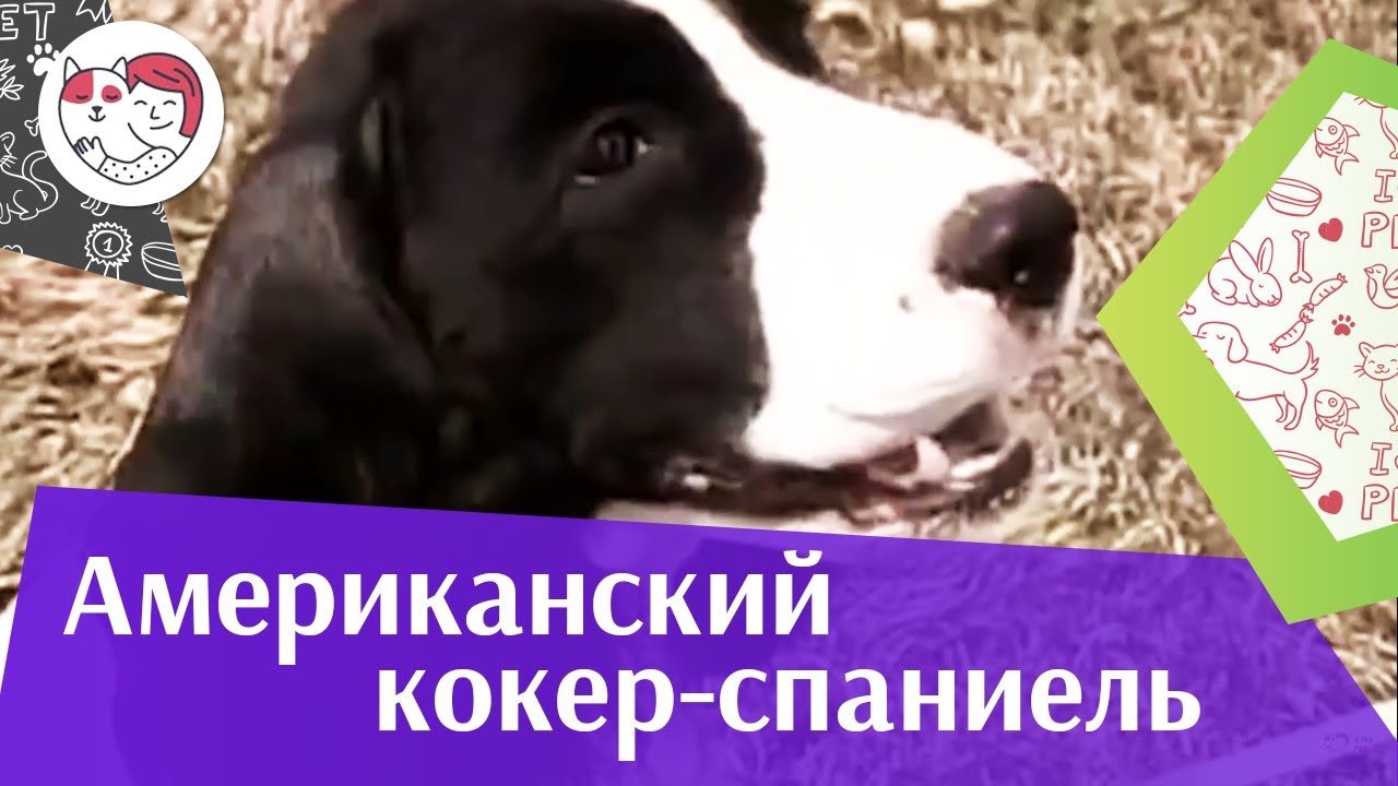 Американский кокер спаниель О породе на iLikePet