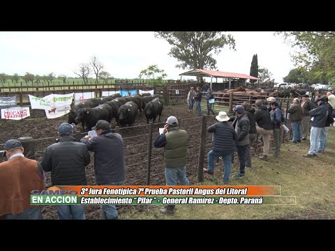 7º Prueba Pastoril Angus del Litoral - Martin Sieber