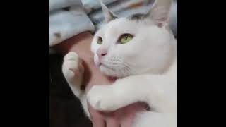 飼い主さんの腕を抱いているだけで安心する猫さん ️ ️ #shorts