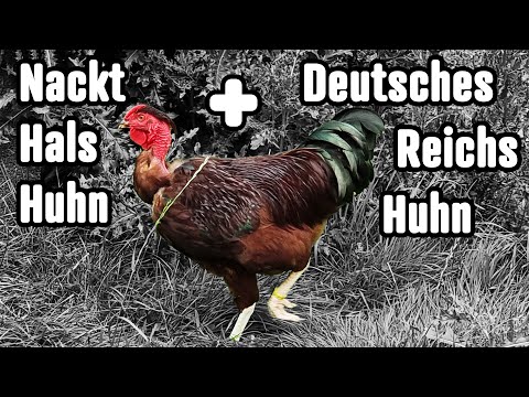 Hühner Rundgang im September mit Dr. Bene