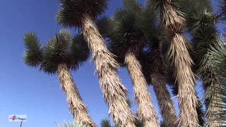 Joshua Trees in Arizona, Mohave Desert