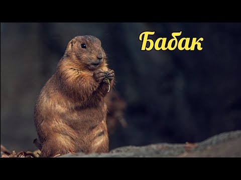 🐆🫎Тварини для дітей, звуки тварин. Тварини Північної Америки. #звукитварин