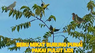 Download lagu BIKIN KETAGIHAN MULUT BURUNG PUNAI MAKAN BUAH MENGKIRAI POIN TERUS mp3 Download lagu BIKIN KETAGIHAN MULUT BURUNG PUNAI MAKAN BUAH MENGKIRAI POIN TERUS mp3