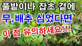 풀밭이나 잡초 곁에 무, 배추 심었다면 이 점 유의하세요!!1(김장배추 재배법,김장무 재배법, 무 갈기, 배…