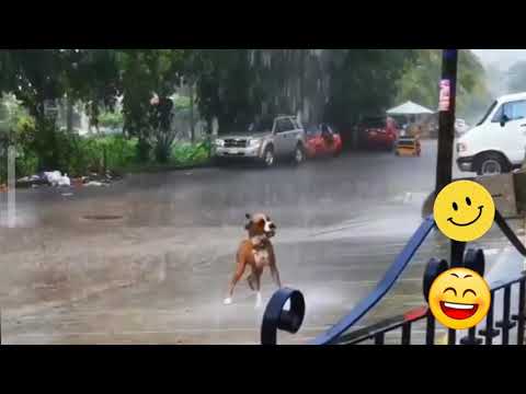 Rim jhim gire sawan ....dancing dog