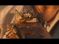 Big Bold Armored Crickets