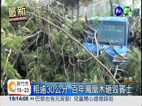 白蟻惹的禍! 百年鳳凰木砸車