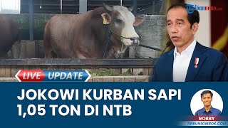 Intip Hewan Kurban Presiden Jokowi di NTB, Beli Sapi Jenis Brahman Cross Seberat 1,057 Ton