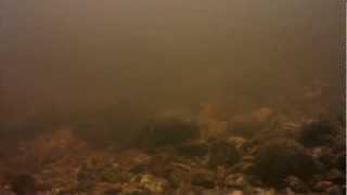 preview picture of video 'Brown trout spawning underwater in Lasakoski'