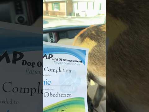 K9 Camp Homie-Erfolg. #Kurzvideo #Hund #Video #ytshorts #youtube ￼